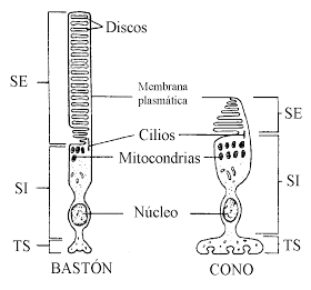 Biología 3M: Bastones y conos